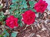Filename=20220607_001.jpg
Filesize=437KiB
Dimensions=2048x1536
Date added=Nov 06, 2022 20220607_001.jpg