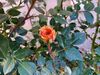 Filename=20220607_002.jpg
Filesize=393KiB
Dimensions=2048x1536
Date added=Nov 06, 2022 20220607_002.jpg