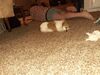 Filename=20220623_001.jpg
Filesize=782KiB
Dimensions=2048x1536
Date added=Nov 06, 2022 20220623_001.jpg
