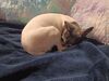 Filename=20220704_001.jpg
Filesize=605KiB
Dimensions=2048x1536
Date added=Aug 29, 2023 20220704_001.jpg