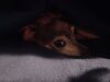 Filename=20220704_004.jpg
Filesize=174KiB
Dimensions=2048x1536
Date added=Aug 29, 2023 20220704_004.jpg