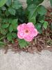 Filename=20220705_001.jpg
Filesize=400KiB
Dimensions=1536x2048
Date added=Aug 29, 2023 20220705_001.jpg