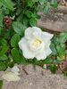 Filename=20220705_003.jpg
Filesize=435KiB
Dimensions=1536x2048
Date added=Aug 29, 2023 20220705_003.jpg
