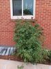 Filename=20220707_002.jpg
Filesize=569KiB
Dimensions=1536x2048
Date added=Aug 29, 2023 20220707_002.jpg