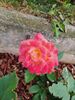 Filename=20220707_004.jpg
Filesize=436KiB
Dimensions=1536x2048
Date added=Aug 29, 2023 20220707_004.jpg