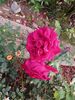 Filename=20220707_005.jpg
Filesize=428KiB
Dimensions=1536x2048
Date added=Aug 29, 2023 20220707_005.jpg