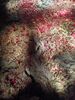 Filename=20220713_177.jpg
Filesize=711KiB
Dimensions=1536x2048
Date added=Aug 29, 2023 20220713_177.jpg