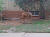Filename=20220714_005.jpg
Filesize=560KiB
Dimensions=2048x1536
Date added=Aug 30, 2023 20220714_005.jpg