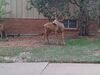 Filename=20220714_007.jpg
Filesize=523KiB
Dimensions=2048x1536
Date added=Aug 30, 2023 20220714_007.jpg