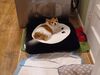 Filename=20220729_001.jpg
Filesize=343KiB
Dimensions=2048x1536
Date added=Aug 30, 2023 20220729_001.jpg