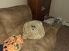 Filename=20220828_001.jpg
Filesize=489KiB
Dimensions=2048x1536
Date added=Aug 30, 2023 20220828_001.jpg