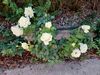 Filename=20220831_002.jpg
Filesize=692KiB
Dimensions=2048x1536
Date added=Aug 30, 2023 20220831_002.jpg