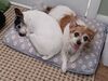 Filename=20220918_001.jpg
Filesize=336KiB
Dimensions=2048x1536
Date added=Sep 02, 2023 20220918_001.jpg