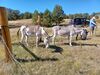 Filename=20220925_032.jpg
Filesize=1047KiB
Dimensions=2048x1536
Date added=Sep 02, 2023 20220925_032.jpg