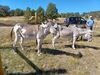 Filename=20220925_033.jpg
Filesize=1033KiB
Dimensions=2048x1536
Date added=Sep 02, 2023 20220925_033.jpg