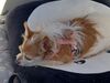 Filename=20220925_057.jpg
Filesize=417KiB
Dimensions=2048x1536
Date added=Sep 02, 2023 20220925_057.jpg