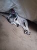 Filename=20221008_003.jpg
Filesize=287KiB
Dimensions=1536x2048
Date added=Sep 02, 2023 20221008_003.jpg