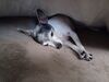Filename=20221008_005.jpg
Filesize=406KiB
Dimensions=2048x1536
Date added=Sep 02, 2023 20221008_005.jpg