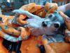 Filename=20221024_005.jpg
Filesize=465KiB
Dimensions=2048x1536
Date added=Sep 02, 2023 20221024_005.jpg