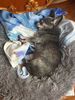Filename=20221228_001.jpg
Filesize=583KiB
Dimensions=1536x2048
Date added=Sep 04, 2023 20221228_001.jpg