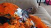 Filename=20230201_001.jpg
Filesize=437KiB
Dimensions=2048x1152
Date added=Sep 04, 2023 20230201_001.jpg