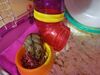 Filename=20230423_001.jpg
Filesize=283KiB
Dimensions=2048x1536
Date added=Sep 04, 2023 20230423_001.jpg