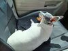 Filename=20230505_004.jpg
Filesize=584KiB
Dimensions=2048x1536
Date added=Sep 06, 2023 20230505_004.jpg