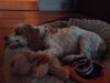 Filename=20230510_006.jpg
Filesize=252KiB
Dimensions=2048x1536
Date added=Sep 06, 2023 20230510_006.jpg