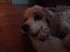 Filename=20230510_007.jpg
Filesize=155KiB
Dimensions=2048x1536
Date added=Sep 06, 2023 20230510_007.jpg