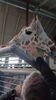Filename=20230609_012.jpg
Filesize=311KiB
Dimensions=1152x2048
Date added=Sep 07, 2023 20230609_012.jpg