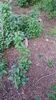 Filename=20230609_024.jpg
Filesize=850KiB
Dimensions=1152x2048
Date added=Sep 07, 2023 20230609_024.jpg