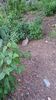 Filename=20230609_025.jpg
Filesize=803KiB
Dimensions=1152x2048
Date added=Sep 07, 2023 20230609_025.jpg