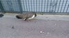 Filename=20230609_027.jpg
Filesize=678KiB
Dimensions=2048x1152
Date added=Sep 07, 2023 20230609_027.jpg