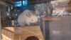 Filename=20230609_029.jpg
Filesize=304KiB
Dimensions=2048x1152
Date added=Sep 07, 2023 20230609_029.jpg