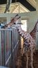 Filename=20230610_001.jpg
Filesize=483KiB
Dimensions=1152x2048
Date added=Sep 07, 2023 20230610_001.jpg