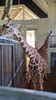 Filename=20230610_002.jpg
Filesize=467KiB
Dimensions=1152x2048
Date added=Sep 07, 2023 20230610_002.jpg