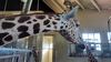 Filename=20230610_007.jpg
Filesize=421KiB
Dimensions=2048x1152
Date added=Sep 07, 2023 20230610_007.jpg