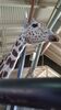 Filename=20230610_008.jpg
Filesize=316KiB
Dimensions=1152x2048
Date added=Sep 07, 2023 20230610_008.jpg