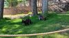 Filename=20230610_017.jpg
Filesize=933KiB
Dimensions=2048x1152
Date added=Sep 07, 2023 20230610_017.jpg