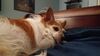 Filename=20230617_002.jpg
Filesize=311KiB
Dimensions=2048x1152
Date added=Sep 07, 2023 20230617_002.jpg