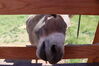 Filename=20230701_026.jpg
Filesize=432KiB
Dimensions=2048x1365
Date added=Sep 14, 2023 20230701_026.jpg