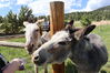 Filename=20230701_031.jpg
Filesize=535KiB
Dimensions=2048x1365
Date added=Sep 14, 2023 20230701_031.jpg