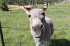 Filename=20230701_058.jpg
Filesize=481KiB
Dimensions=2048x1365
Date added=Sep 14, 2023 20230701_058.jpg