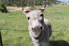 Filename=20230701_059.jpg
Filesize=464KiB
Dimensions=2048x1365
Date added=Sep 14, 2023 20230701_059.jpg