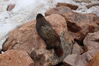 Filename=20230702_034.jpg
Filesize=654KiB
Dimensions=2048x1365
Date added=Sep 17, 2023 20230702_034.jpg