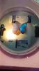 Filename=20230703_047.jpg
Filesize=269KiB
Dimensions=1152x2048
Date added=Sep 17, 2023 20230703_047.jpg
