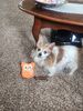 Filename=20230704_001.jpg
Filesize=928KiB
Dimensions=1536x2048
Date added=Sep 24, 2023 20230704_001.jpg