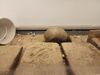 Filename=20230706_025.jpg
Filesize=592KiB
Dimensions=2048x1536
Date added=Sep 24, 2023 20230706_025.jpg
