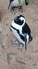 Filename=20230706_036.jpg
Filesize=588KiB
Dimensions=1152x2048
Date added=Sep 24, 2023 20230706_036.jpg