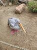 Filename=20230706_044.jpg
Filesize=1267KiB
Dimensions=1536x2048
Date added=Sep 24, 2023 20230706_044.jpg